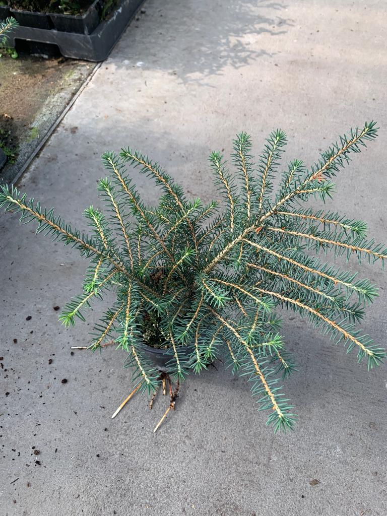 Ель сербская Карел